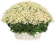 Цветочная композиция из Ромашки в корзине #REPLACE_PRED# Югорёнке